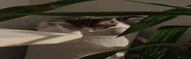 Juno