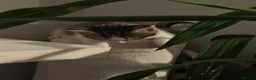 Mixed Breed cats for sale: 6 gorgeous kittens for sale - Advert 6