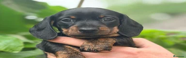 Miniature Dachshund Puppy 2 (Shaka)