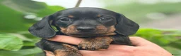Miniature Dachshund dogs for sale: mini duchound - Advert 3