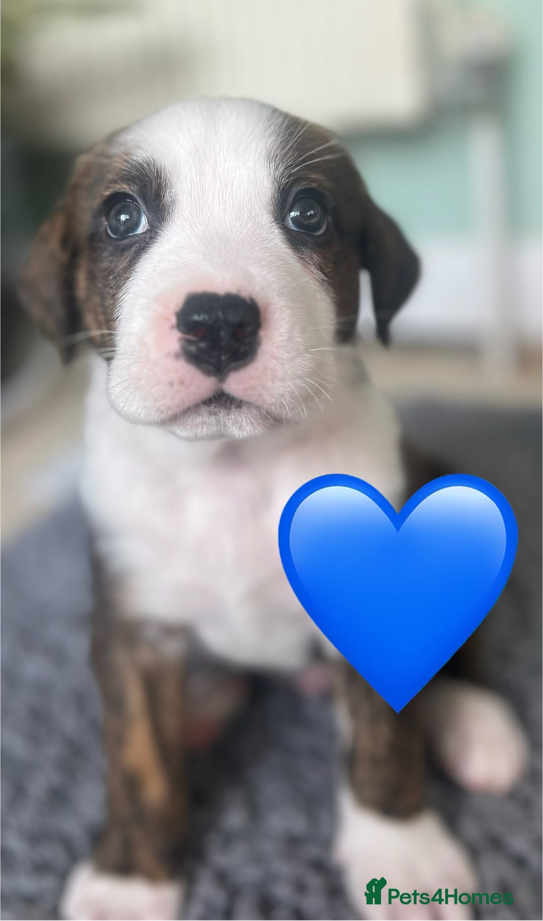 Mixed Breed dogs for sale: American Bulldog X Bernese mountain Dogs  - Image 8