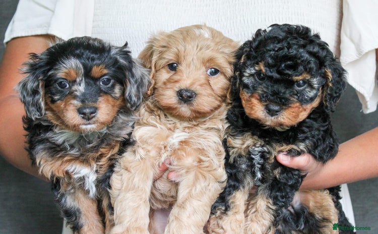 Cavapoo dogs - Advert 4