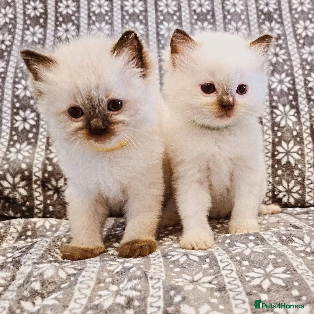 Ragdoll cats for stud: Blue Point Champion Line GCCF Registered Stud in Maidstone - Advert 15