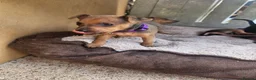 Miniature Pinscher dogs for sale: Adorable miniature pinscher puppies  - Advert 3