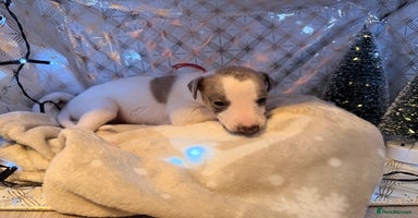 Whippet dogs Whippets  - Advert 5