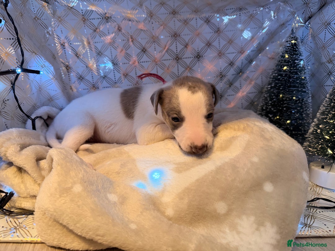 Whippet dogs for sale: Whippets  - Advert 3