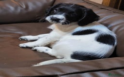 English Springer Spaniel dogs for sale: English springer spaniel pups  - Advert 4