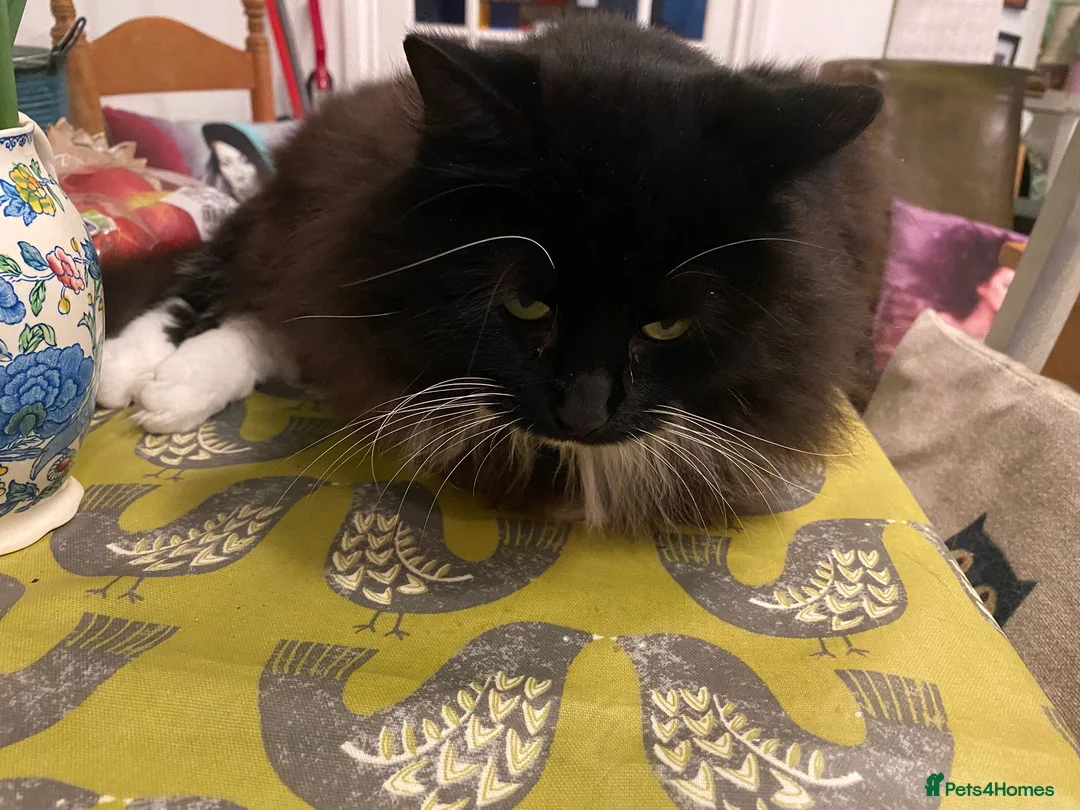 Mixed Breed cats for adoption: Beautiful floofy girl looking for the perfect home - Advert 6