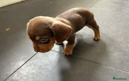 Mixed Breed dogs for sale: One lovely French Bulldog x Dachshund boy  Puppies - Image 11