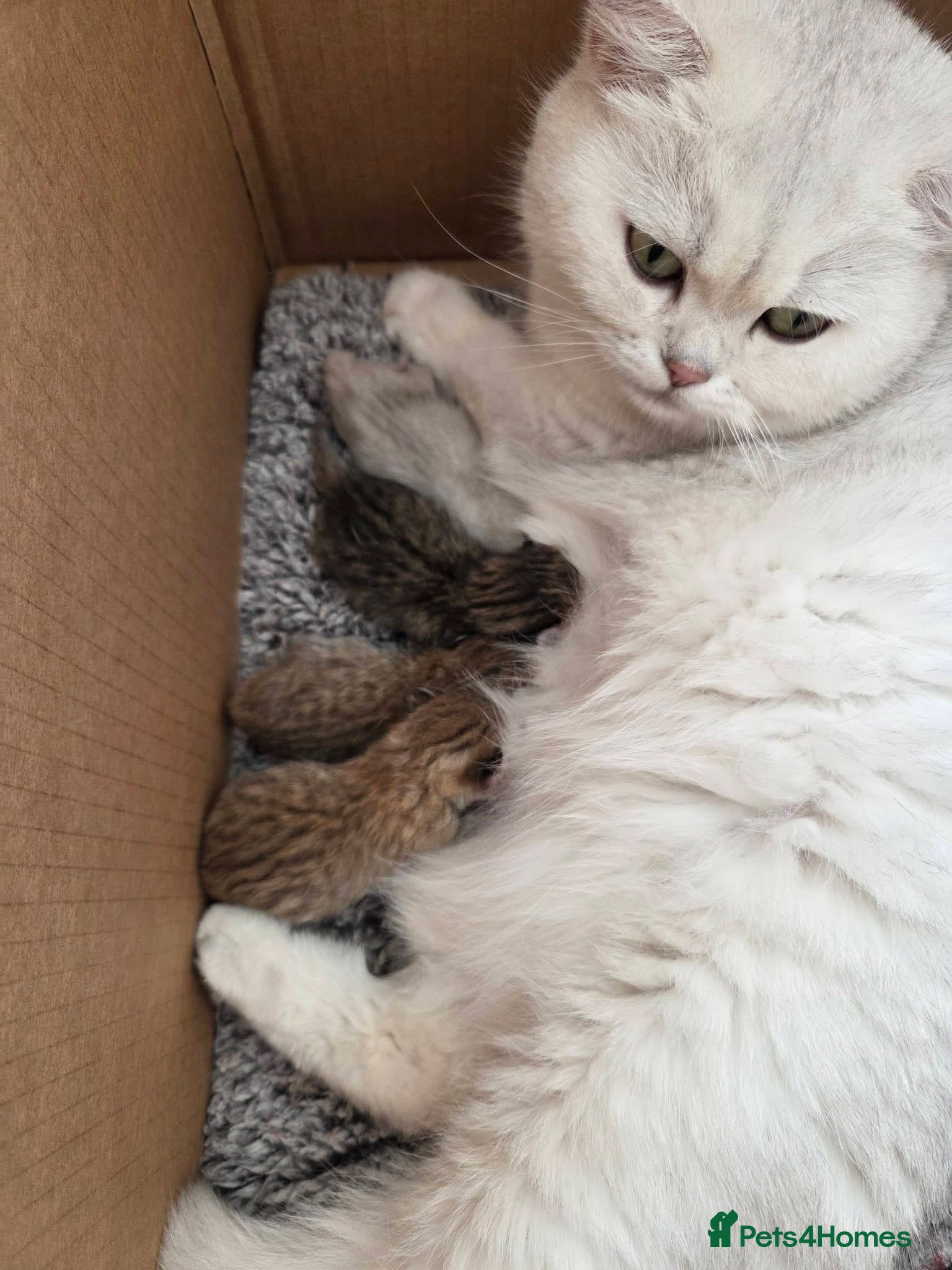 British Shorthair cats 🐱 British Shorthair Kittens for Sale 🐱 - Advert 2