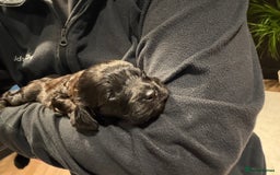 Cavapoo dogs for sale: Cavapoo (Cavalier Backcross) Puppies - Image 19