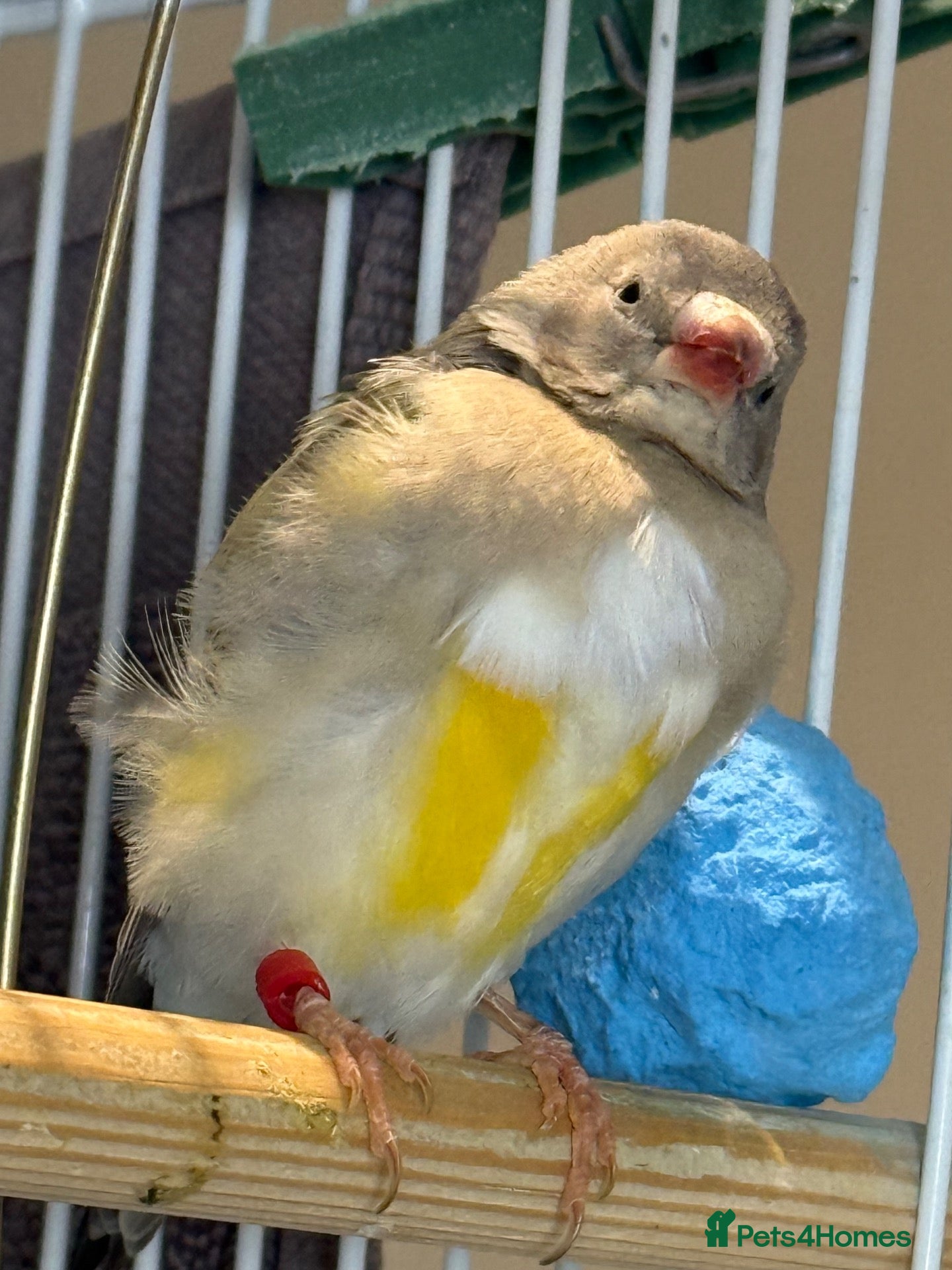 Finches birds  Gouldian male females  Red head & black head - Advert 2