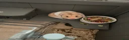 Hamster rodents for sale: George the hamster  - Advert 3