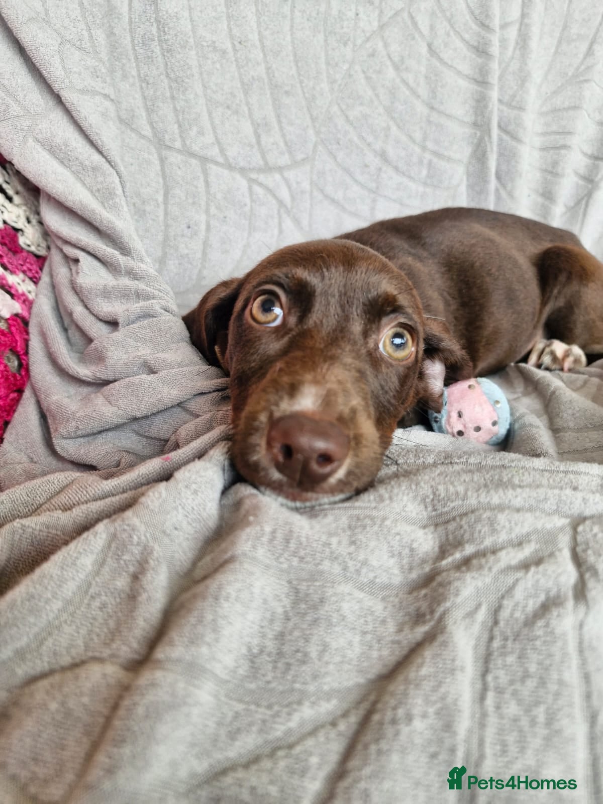 Mixed Breed dogs for adoption: ✨ LUNA IS READY FOR HER FOREVER HOME ✨ in Maidstone - Advert 6