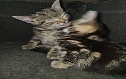 Mixed Breed cats for sale: My sweet pick n mix babies - Image 7