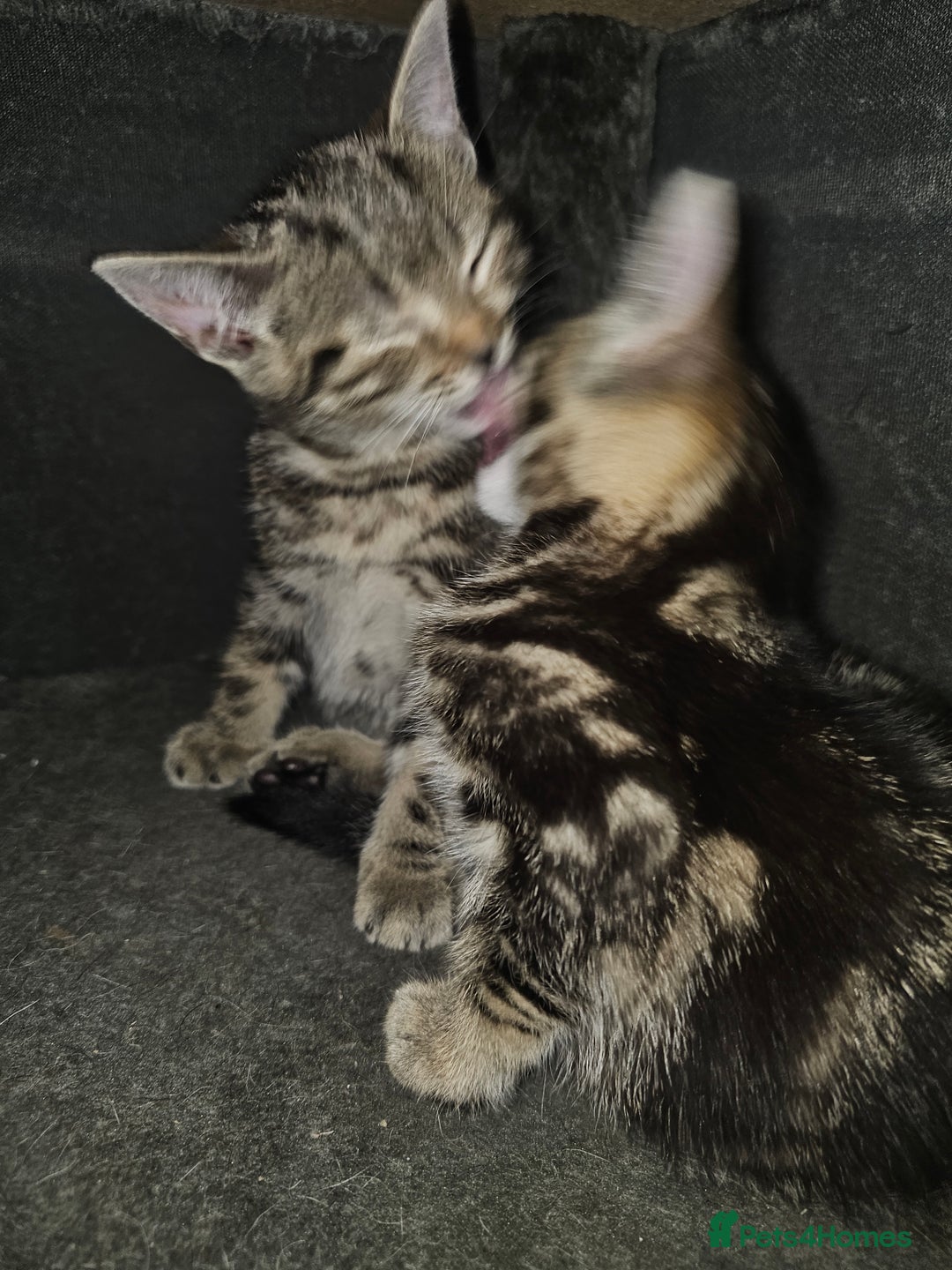 Mixed Breed cats for sale: My sweet pick n mix babies - Image 7