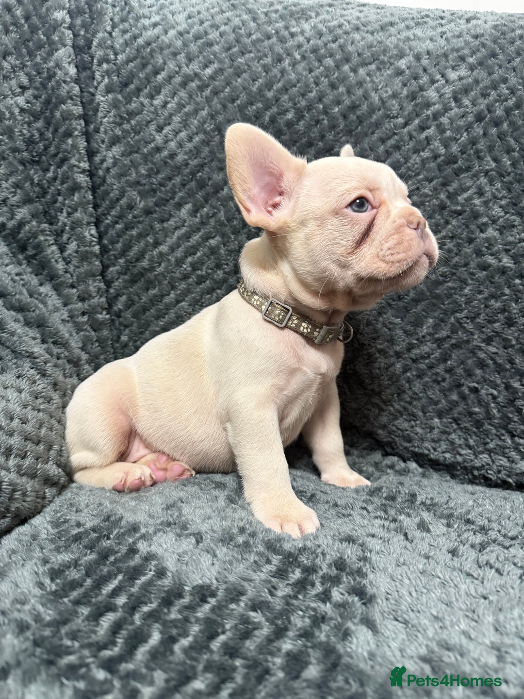 French Bulldog dogs for sale: Cream/ platinum French Bulldog puppy , ready now❤️ - Advert 9
