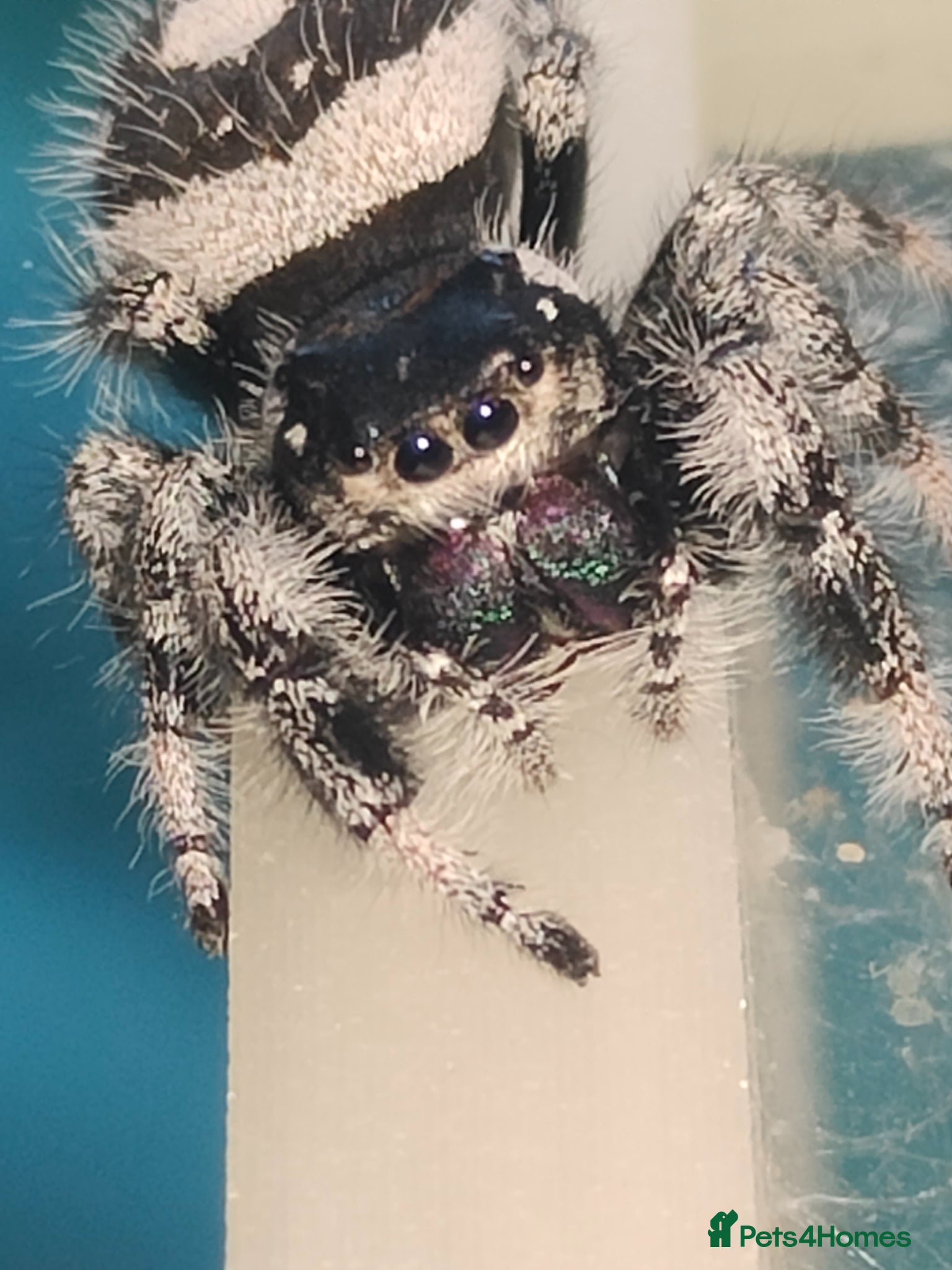 Spiders invertebrates Jumping spiders/Phidippus regius Bahamas/ - Advert 13