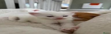 Domestic Shorthair Kitten 3
