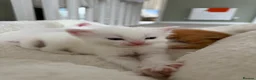 Domestic Shorthair cats for sale: Beautiful Kittens For Sale - Advert 2