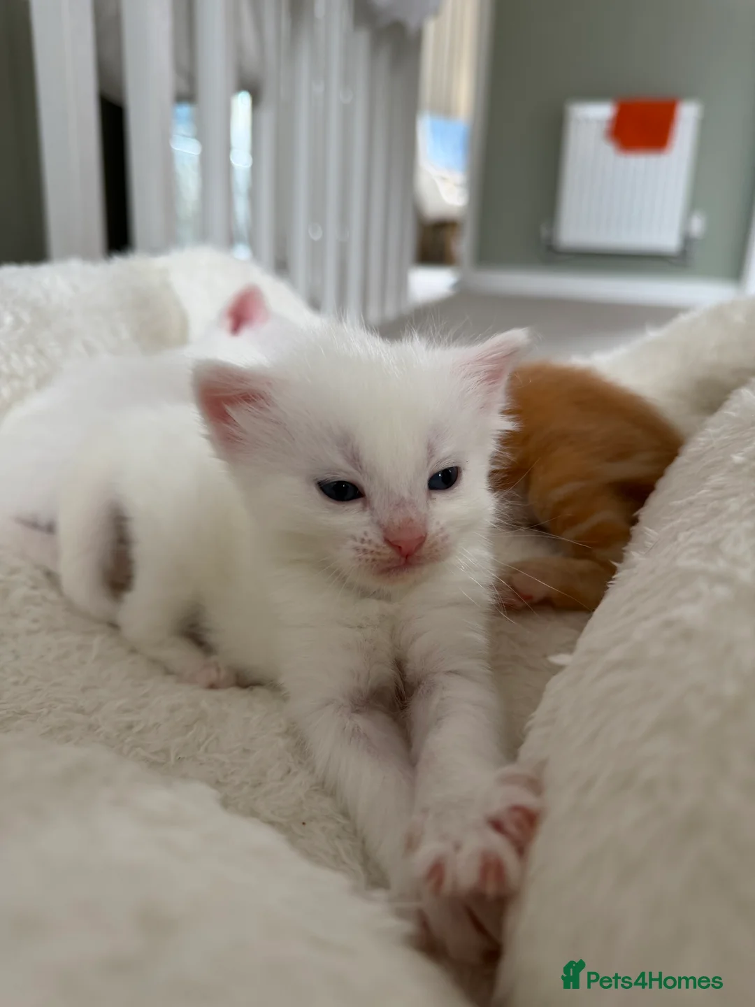 Domestic Shorthair cats for sale: Beautiful Kittens For Sale - Advert 2