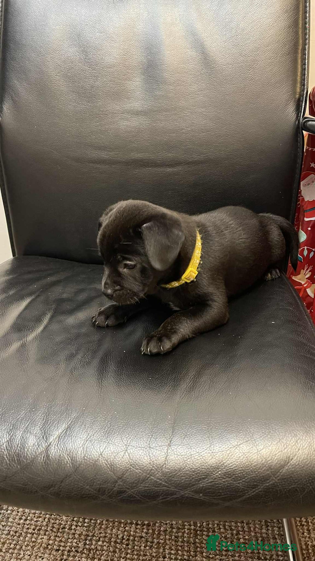 Mixed Breed dogs for sale: French bulldog mixt  - Advert 6