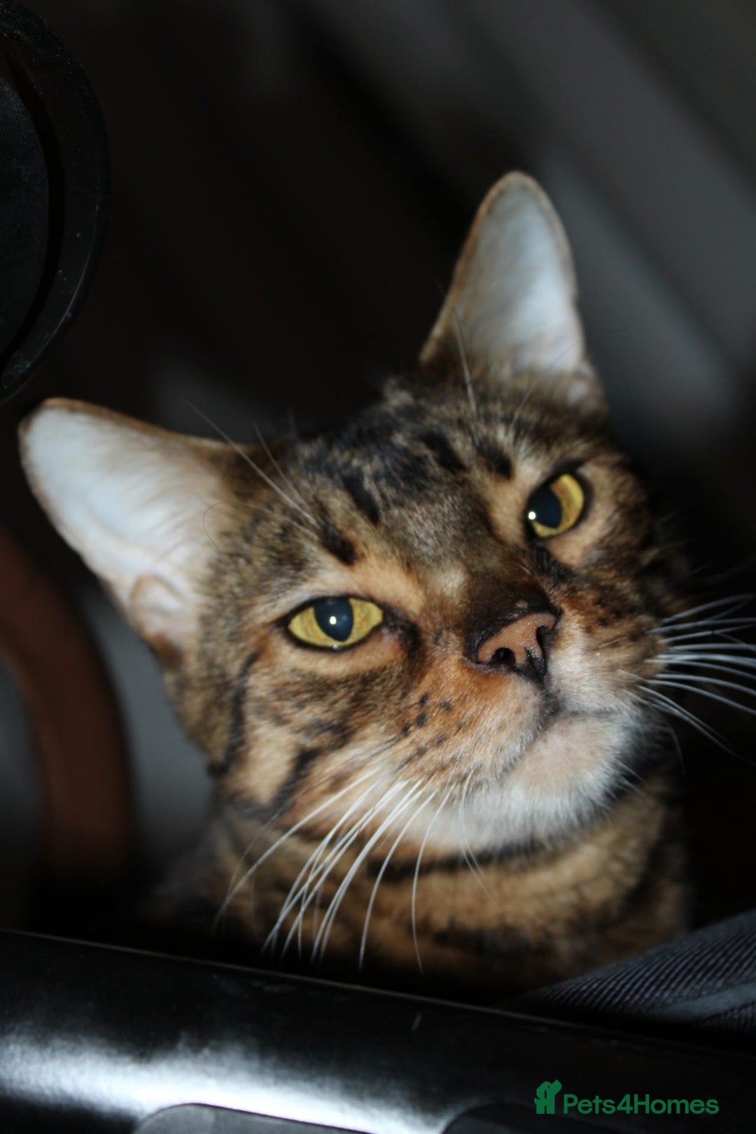 Bengal cats for sale: 7 years old Bengal cat  - Image 2