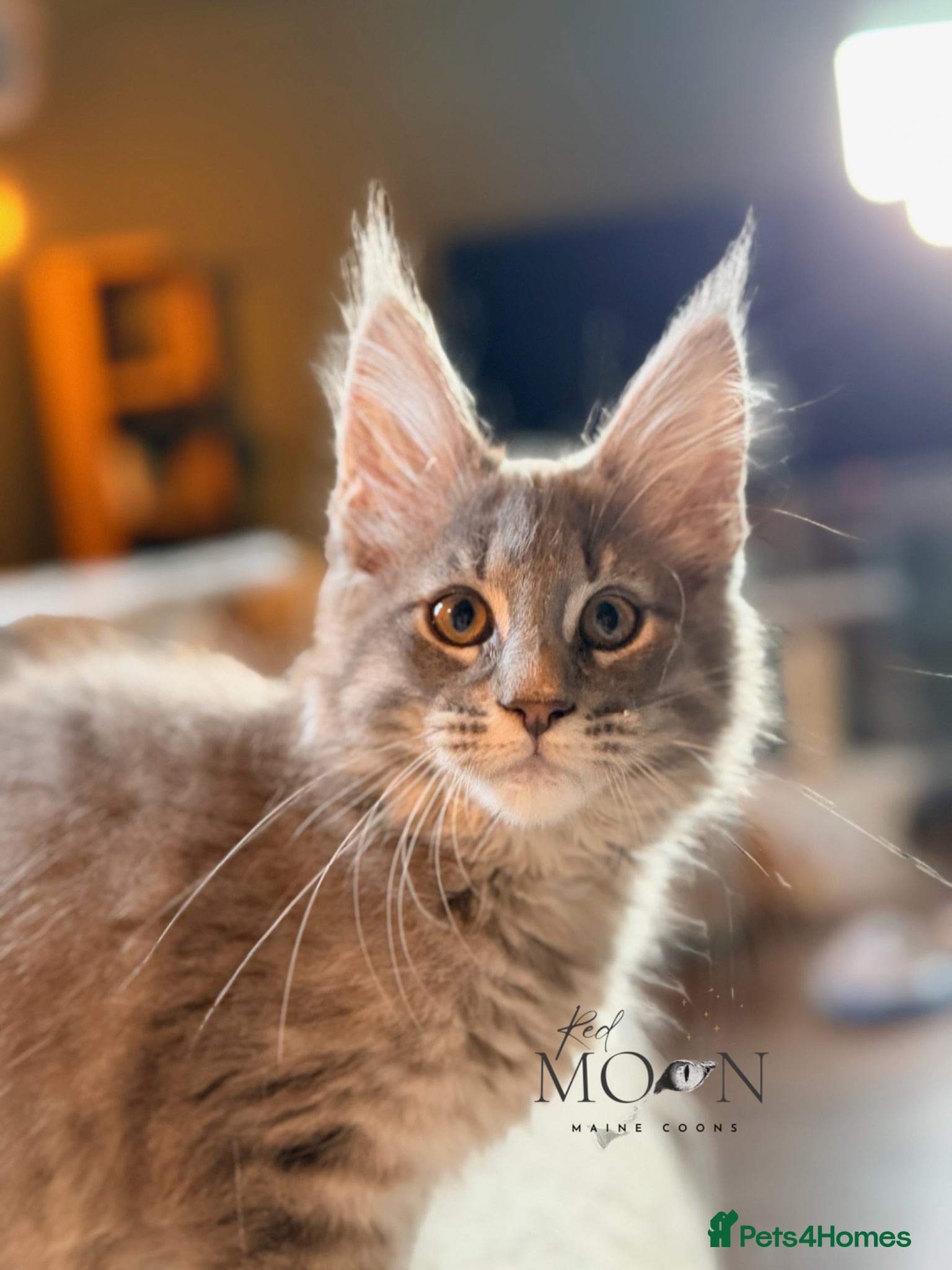 Maine Coon cats TICA Blue Tabby Maine Coon kitten  - Advert 1