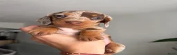 Miniature Dachshund dogs for sale:     Adorable Miniature Dachshund puppies  in London - Advert 7