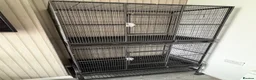 Mixed Breed birds for sale: Double parrot cage  - Advert 5
