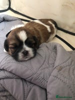 Shih Tzu dogs 7 little bundles of cuteness - Advert 2