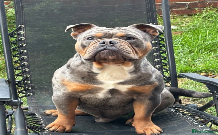 Old Tyme Bulldog dogs - Advert 1