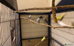 Budgerigars birds for sale: 7 Baby budgies for sale  - Advert 1