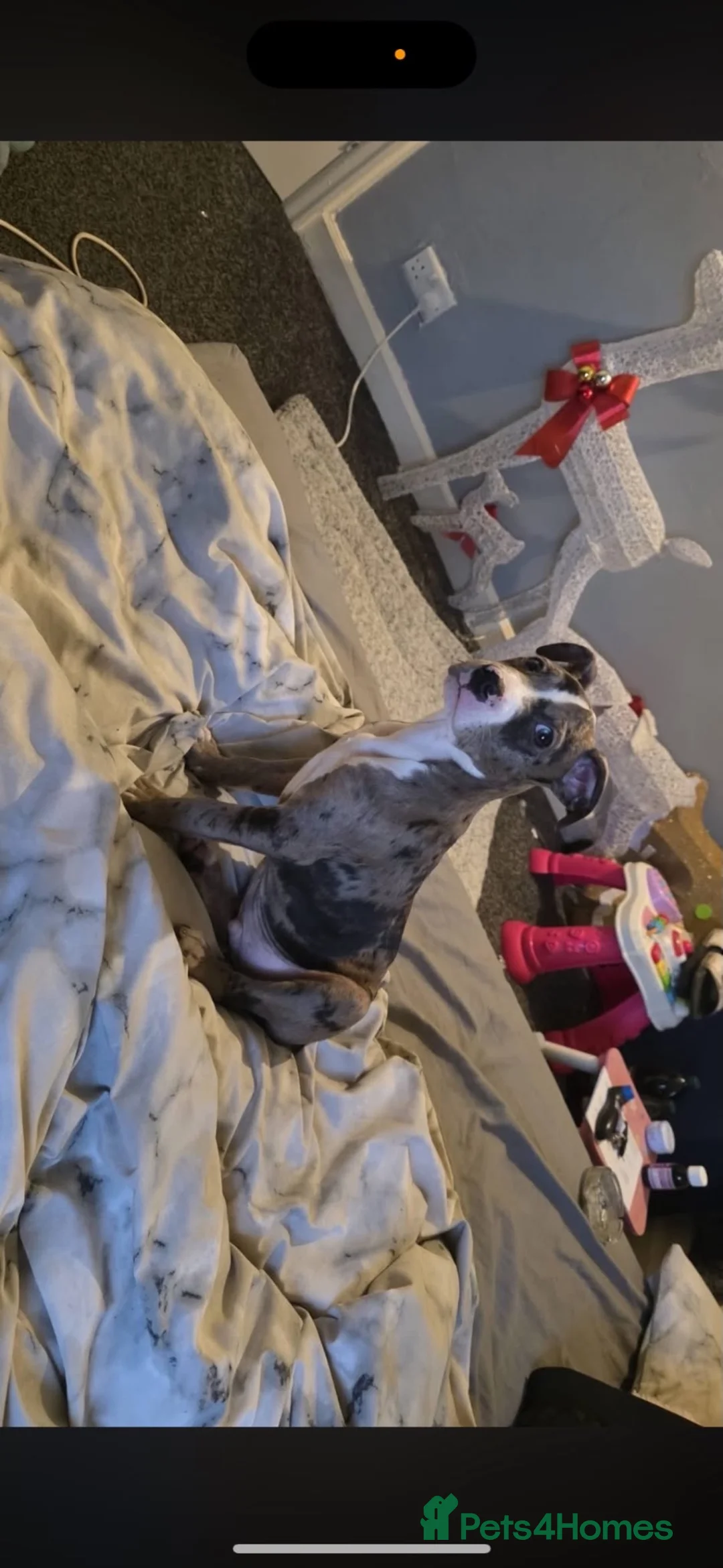 American Bully dogs for sale: Pocket bully cross American bully - Advert 1
