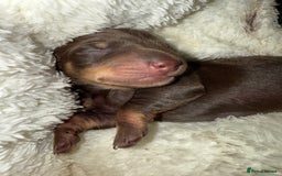 Miniature Dachshund dogs for sale: Two beautiful mini dash’s  - Image 20