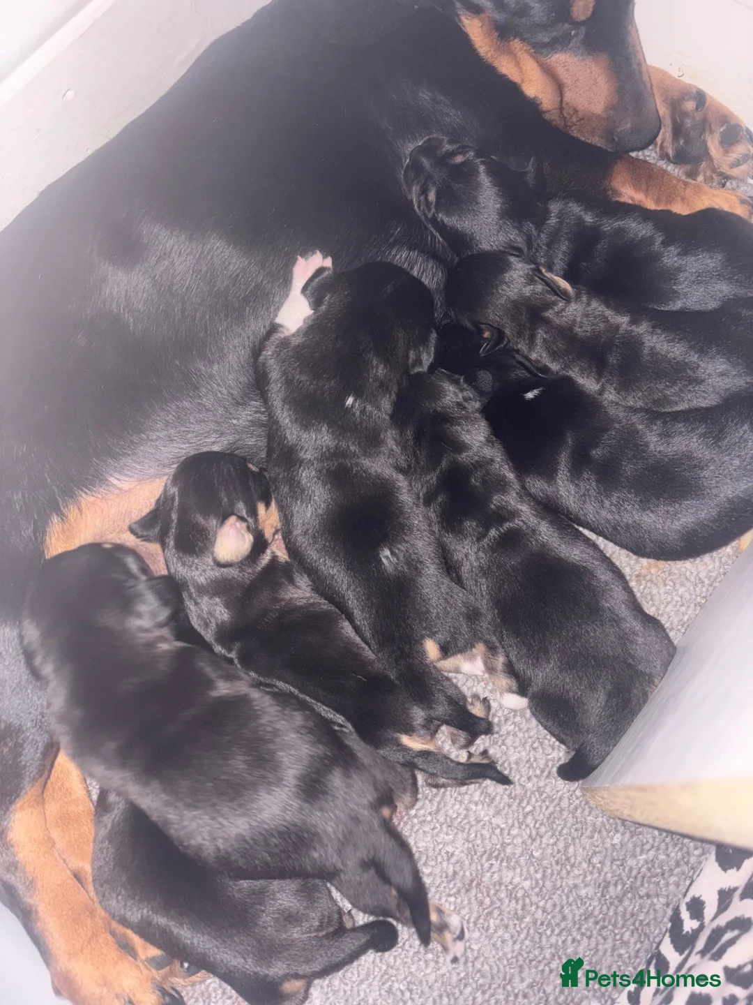 Jackshund dogs for sale: Dachund x Jack Russell  - Advert 1