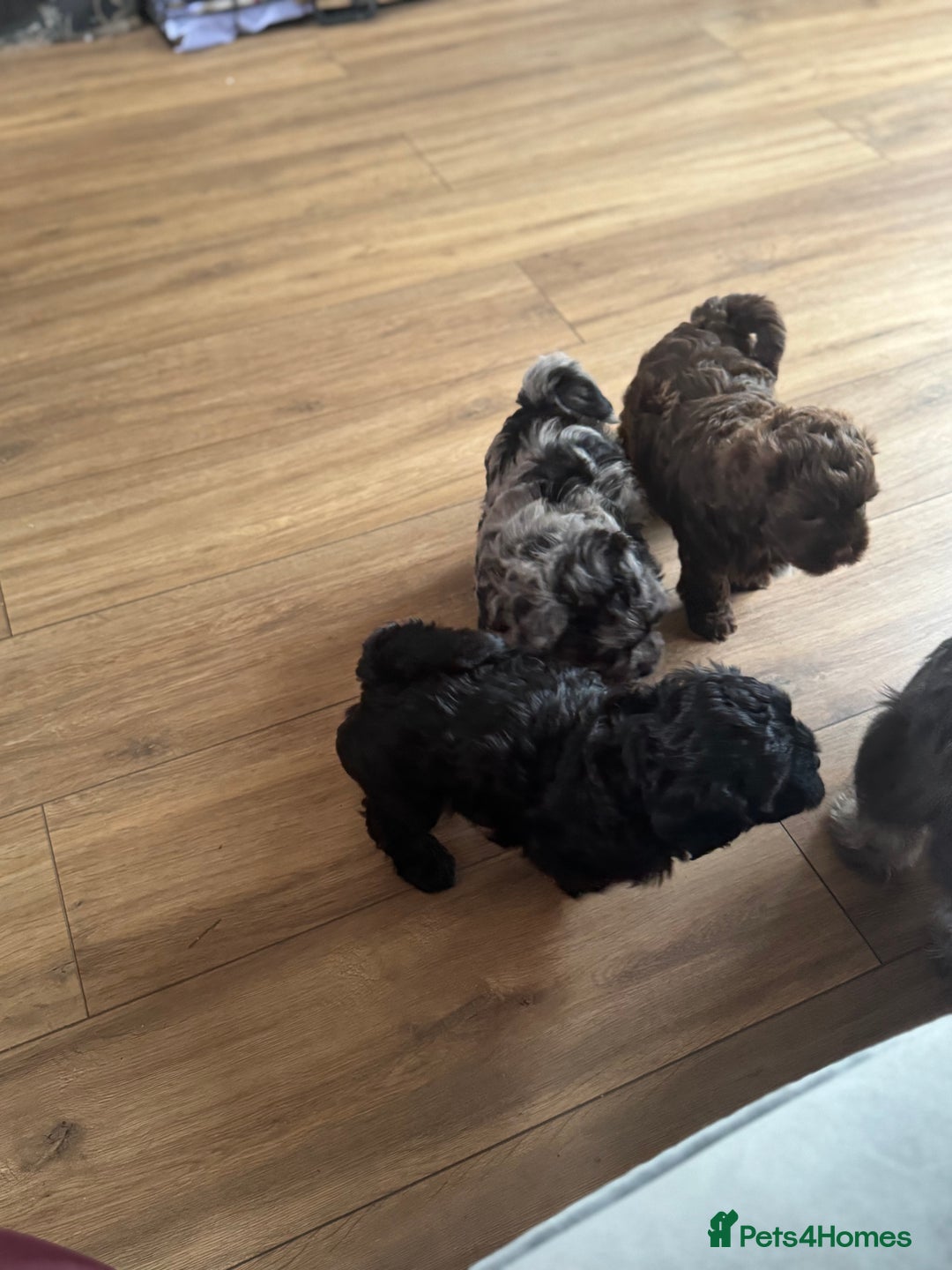 Shihpoo dogs for sale: Ready now Stunning Shihpoo puppies - Image 4