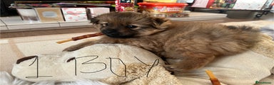 Pomeranian Puppy 1