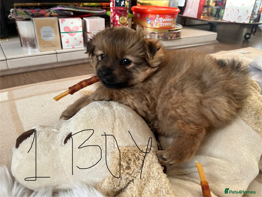 Pomeranian dogs for sale: Pomeranian pups - Advert 2