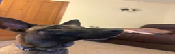 Belgian Shepherd Dog dogs for sale: belgium malinois in Lincoln - Advert 3