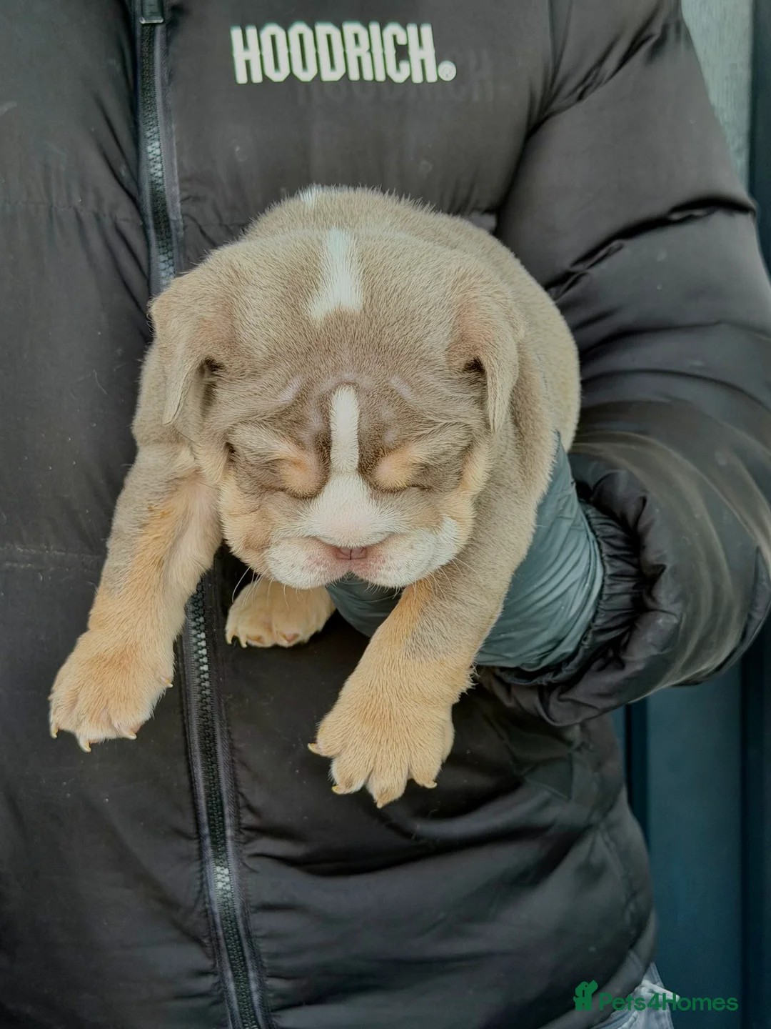 English Bulldog dogs for sale: Stunning posherbulls Turkish pups (last pup left) - Advert 9