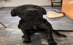 Mixed Breed dogs for sale: 6mth Rottweiler cross Dalmatian German Shepard - Image 2