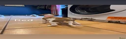 Saluki dogs for sale: Saluki greyhound puppies- Boys in Dover - Advert 11