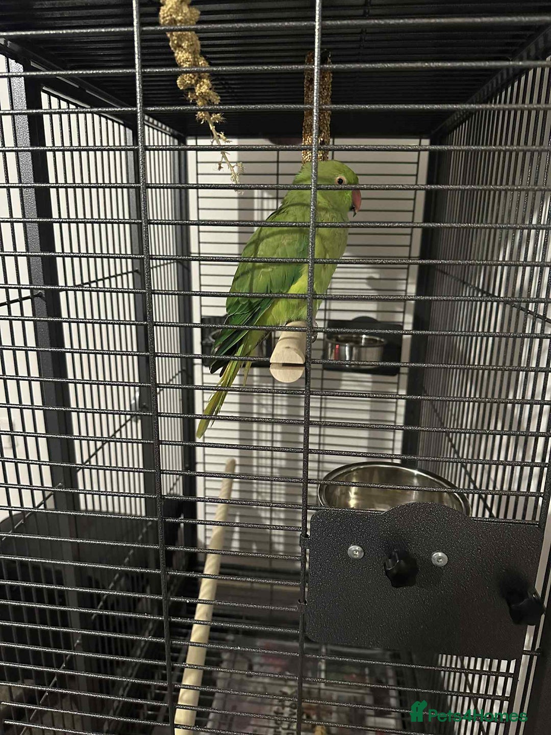 Ringnecks birds for sale: Indian green ringneck parrot - Advert 2