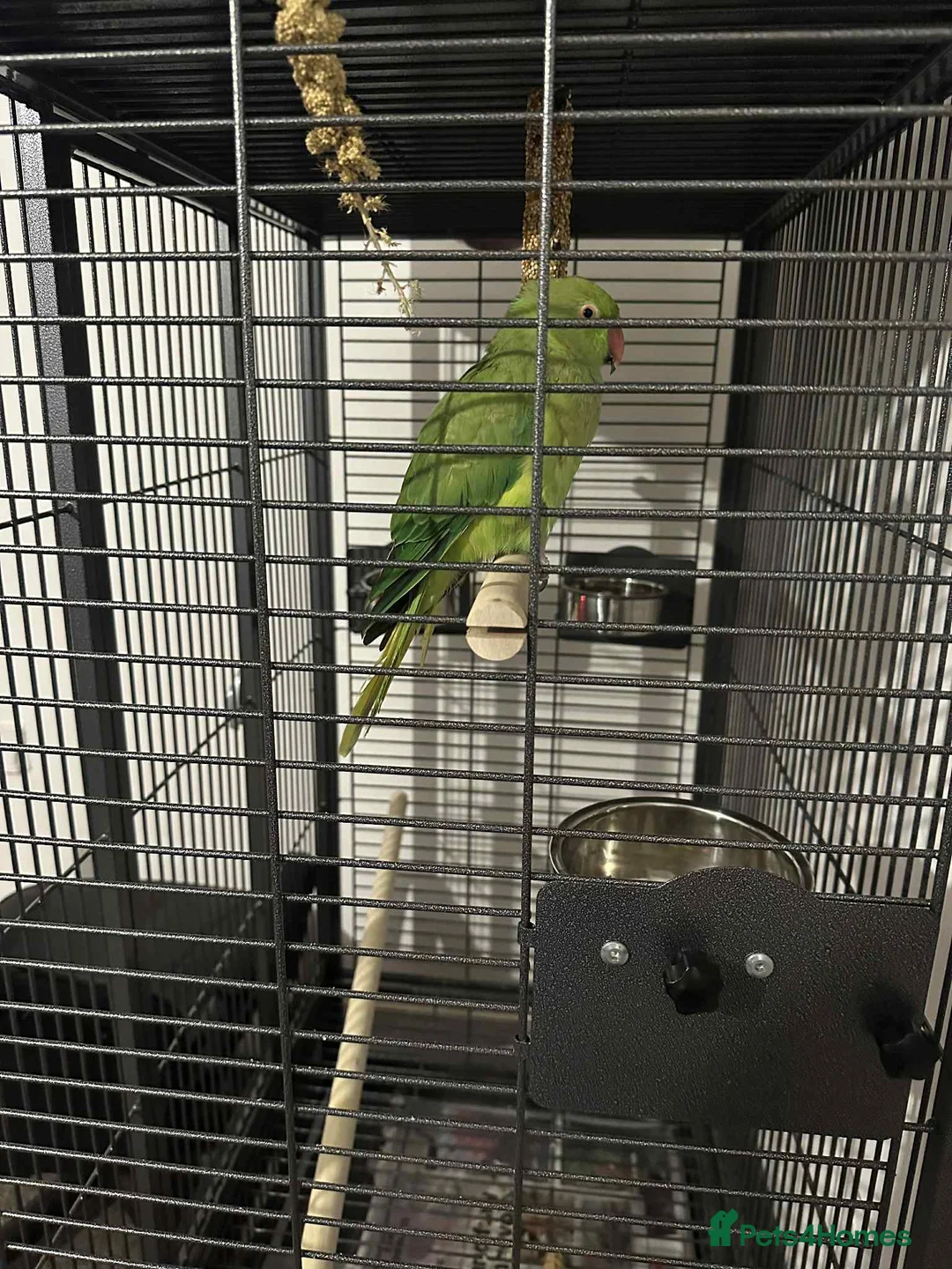 Ringnecks birds for sale: Indian green ringneck parrot - Advert 2