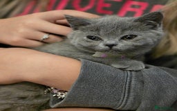 British Shorthair cats for sale: BSH kittens ready now vet checked - Image 9