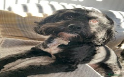 Cockapoo dogs for sale: Stunning Cockapoo puppies ready in a week  - Image 14