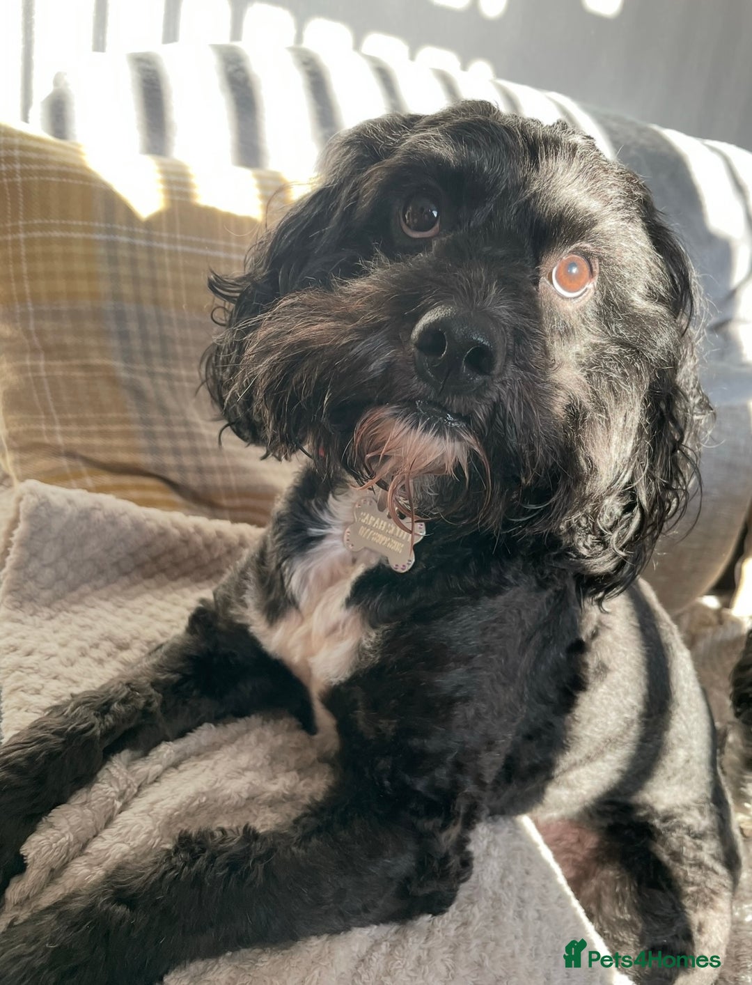 Cockapoo dogs for sale: Stunning Cockapoo puppies ready in a week  - Image 14