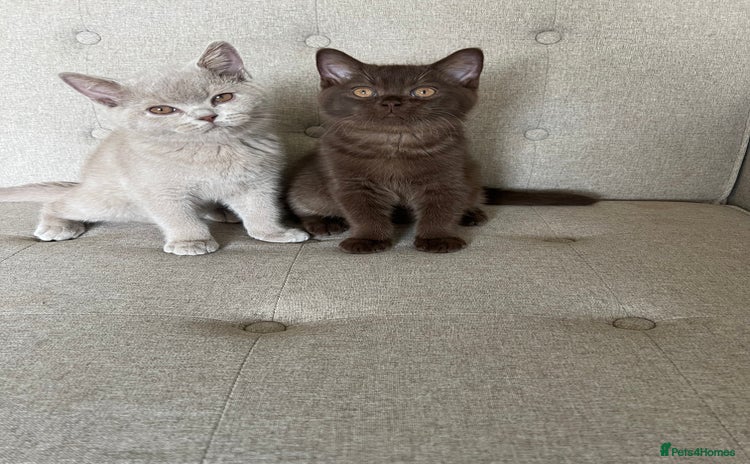British Shorthair cats - Advert 3
