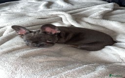 French Bulldog dogs for sale: Female French bulldog  - Image 2
